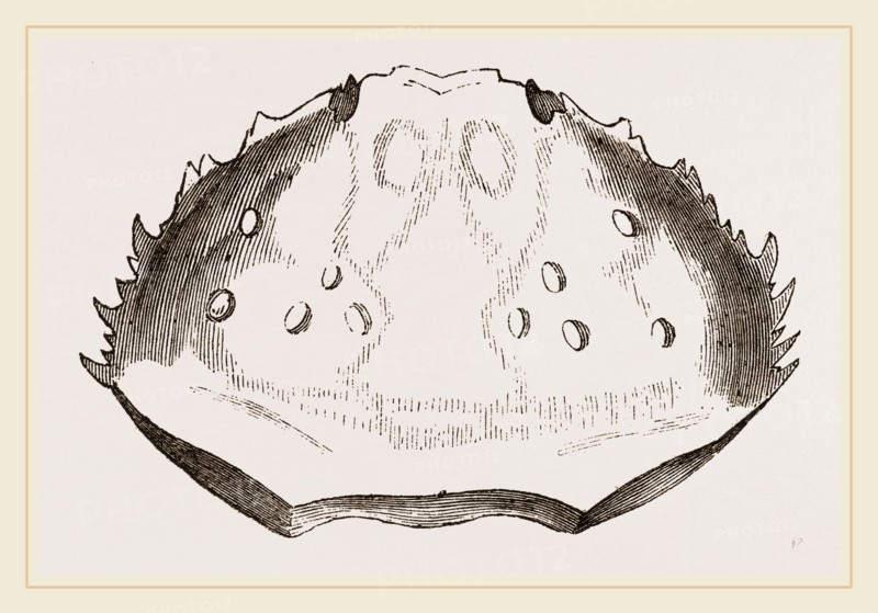 Carapace of Etisus dentatus