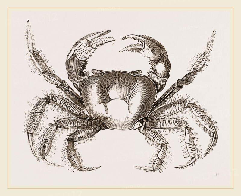 Uga Una