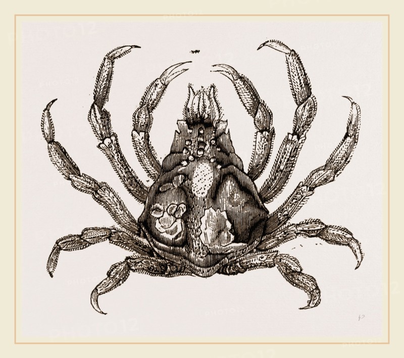 Naxia serpulifera