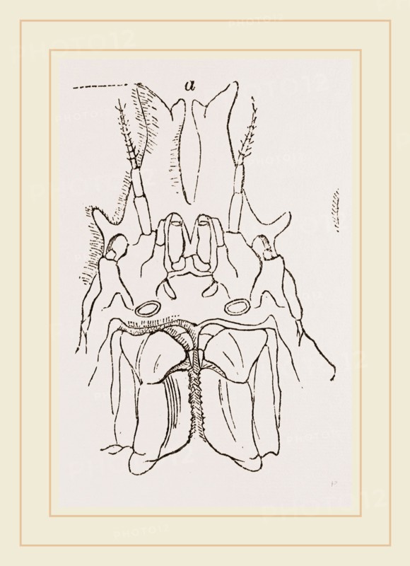 Naxia serpulifera