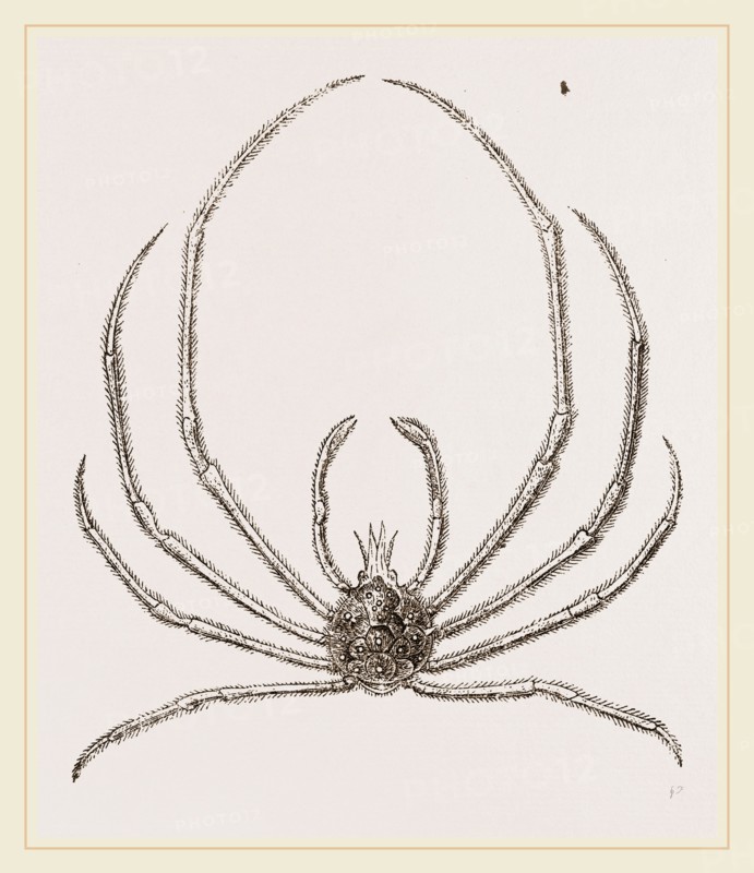 Egeria Indica