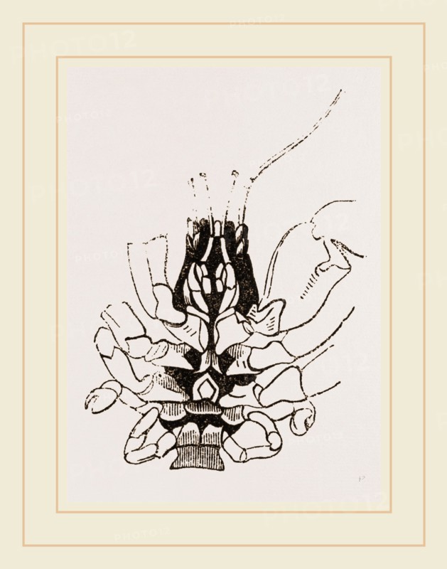Under Side of Thorax Cenobita