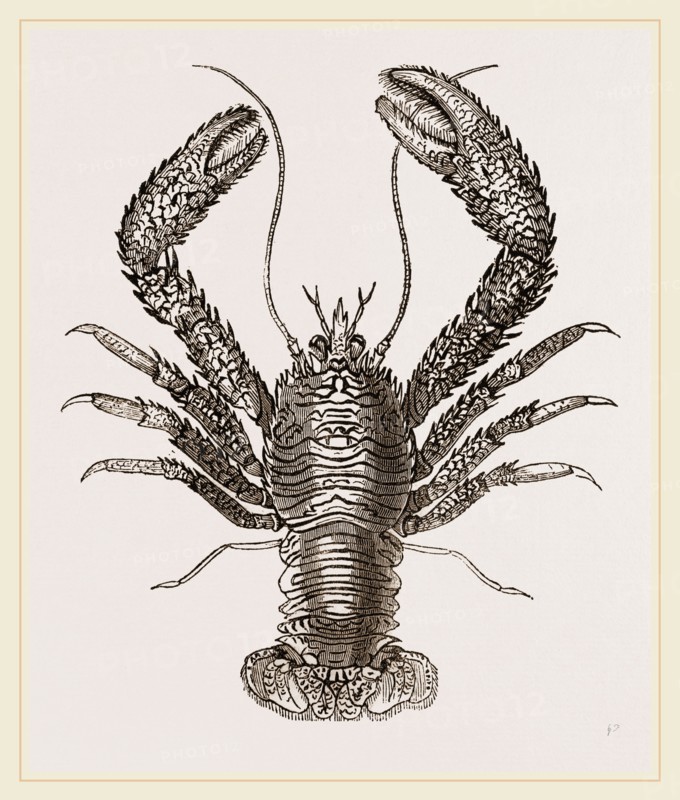 Galathea strigosa