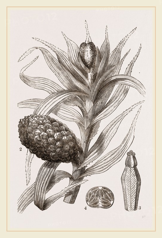 Freycinetia imbricata