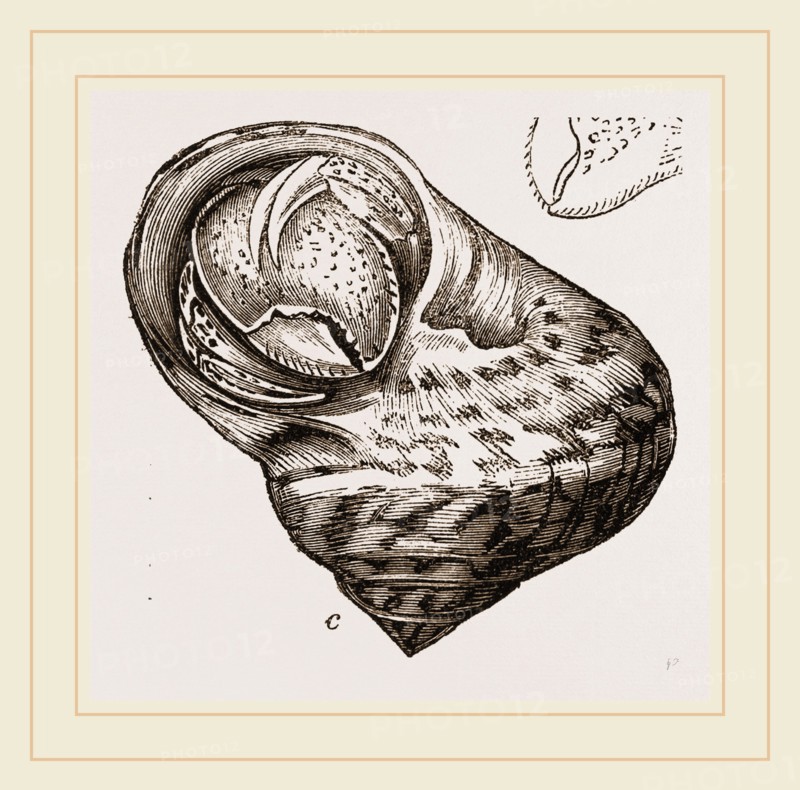 Cenobita Diogenes