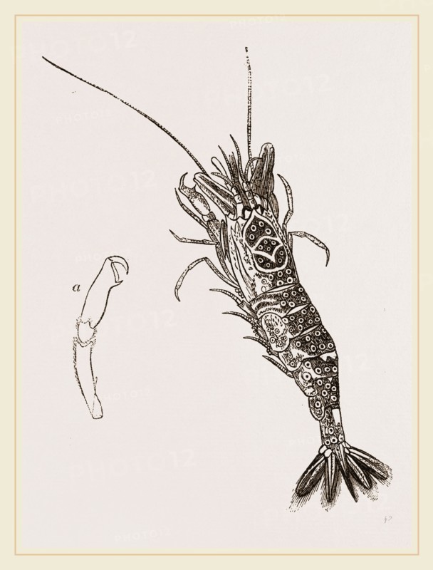 Common Shrimp