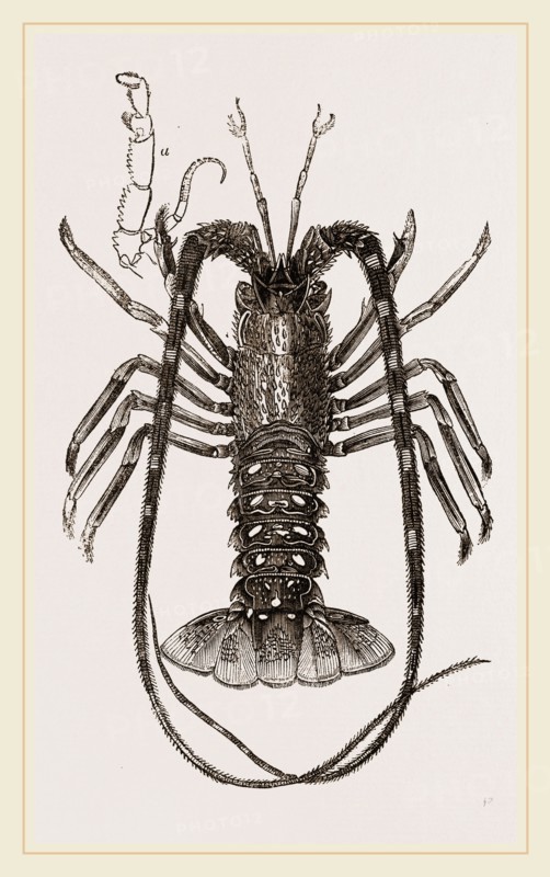 Sea Crayfish