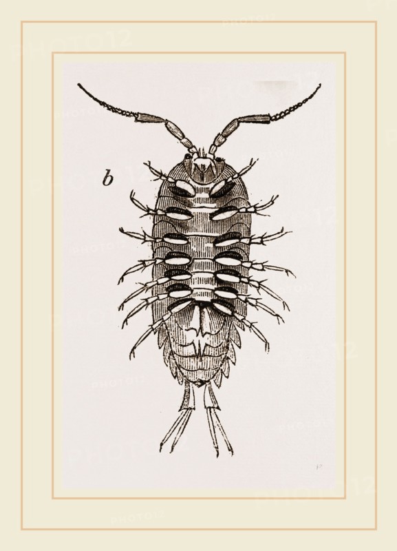 Ligia oceanica