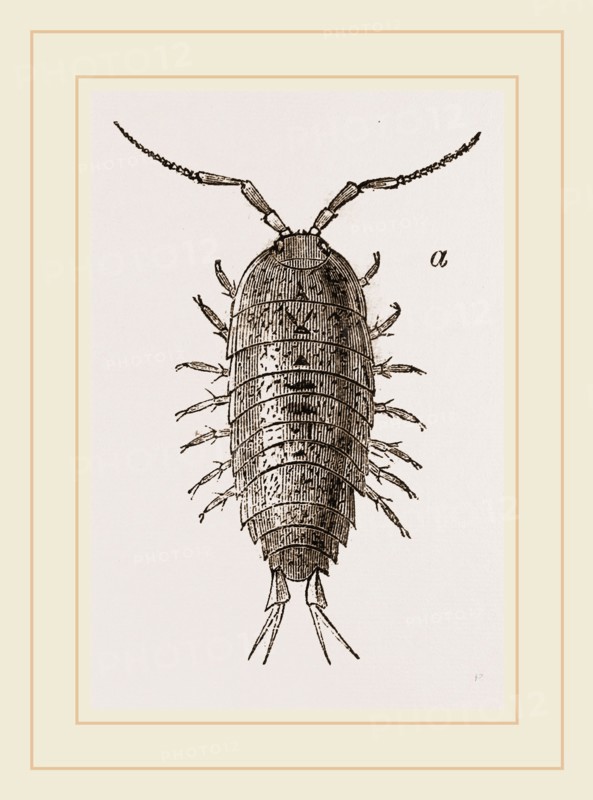 Ligia oceanica