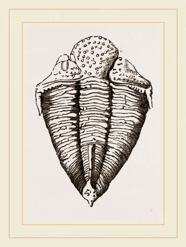 Trilobite. fossil group of extinct marine arthropods that form the class Trilobita.