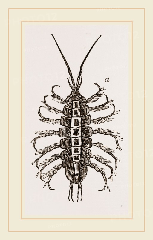 Asellus aquaticus. Asellus aquaticus' is a freshwater crustacean resembling a woodlouse. It is known by many common names including "waterlouse", "aquatic sowbug" and "water hoglouse".