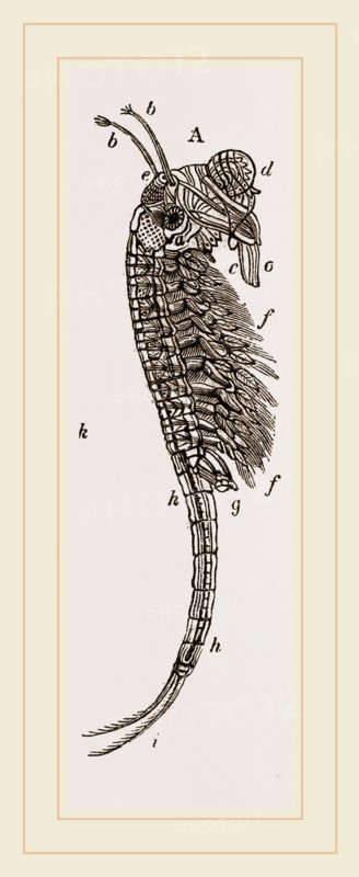 Brine Shrimp or Brine Worm. Artemia is a genus of aquatic crustaceans known as brine shrimp. Artemia, the only genus in the family Artemiidae