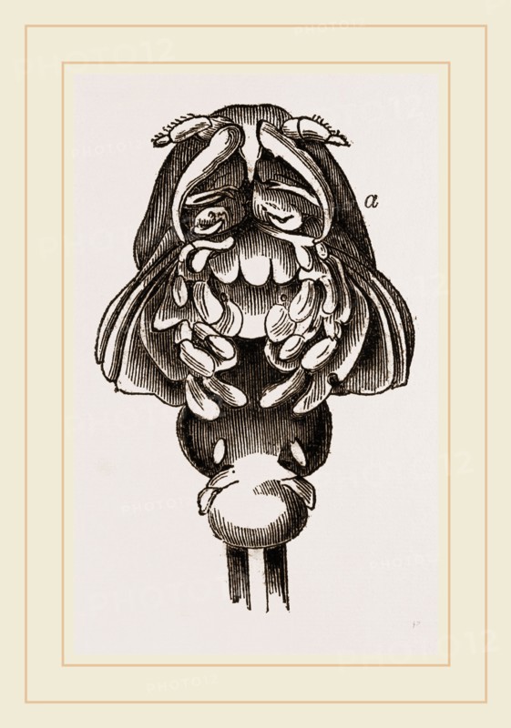 Phyllophora cornuta
