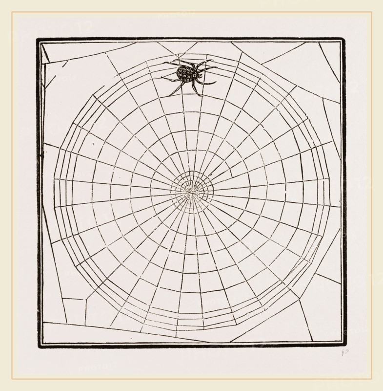 Geometric Web