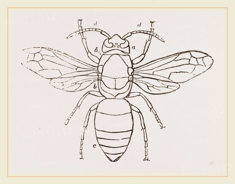 Hornet