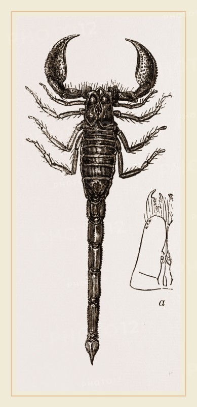 African Scorpion