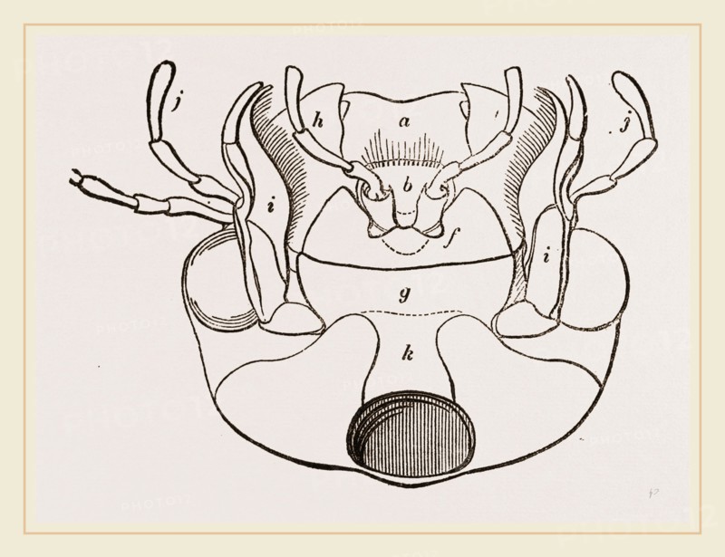 Month of Water-Beetle