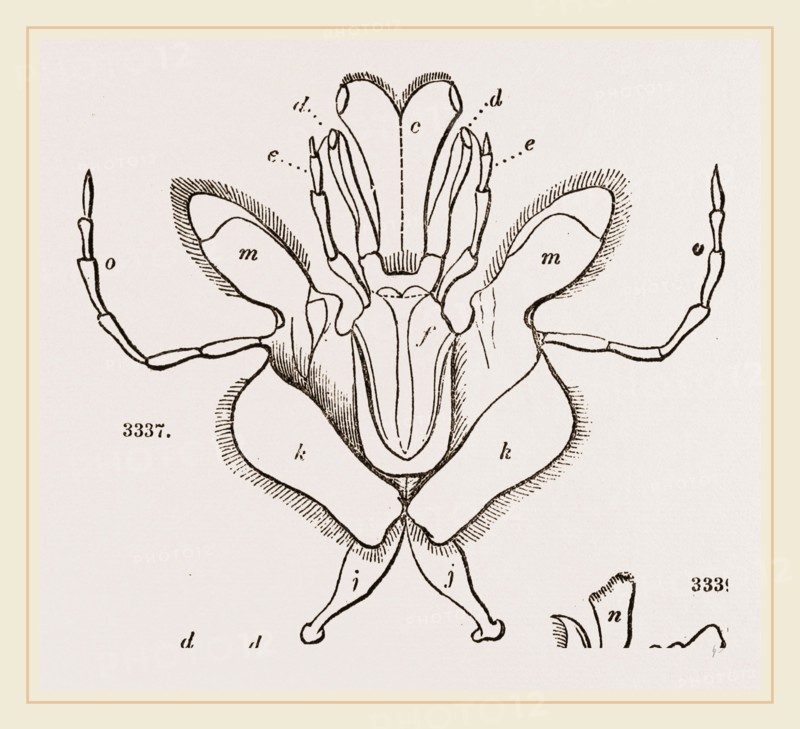 Parts of Mouth various Insects