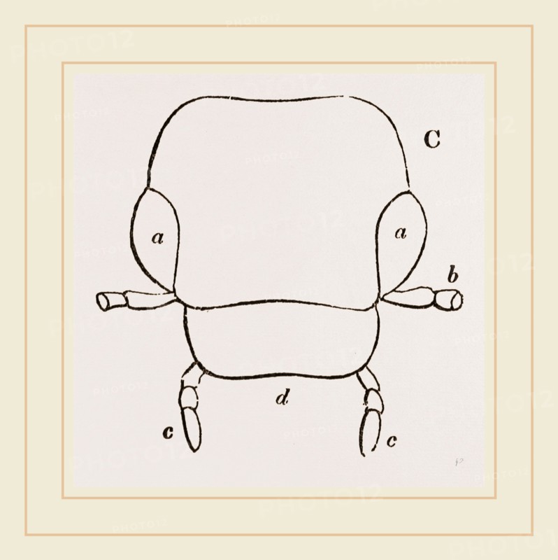 Parts of Head Beetle