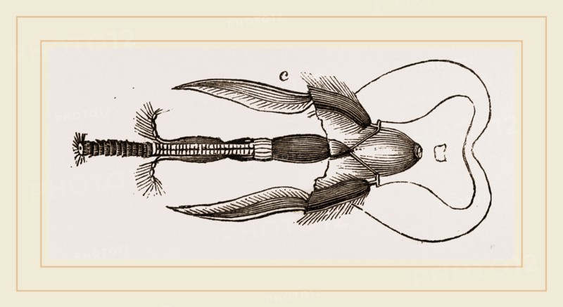 Mouth of Bee