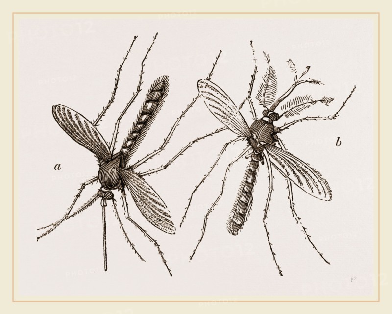 Male and Female Gnats