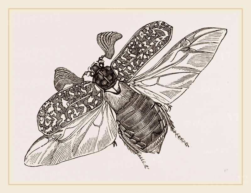 Beetle flying