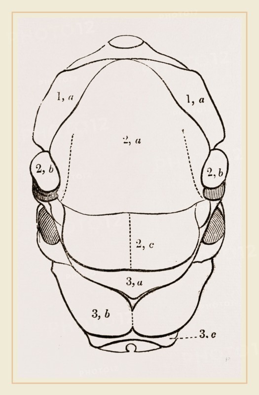 Thorax of Hornet
