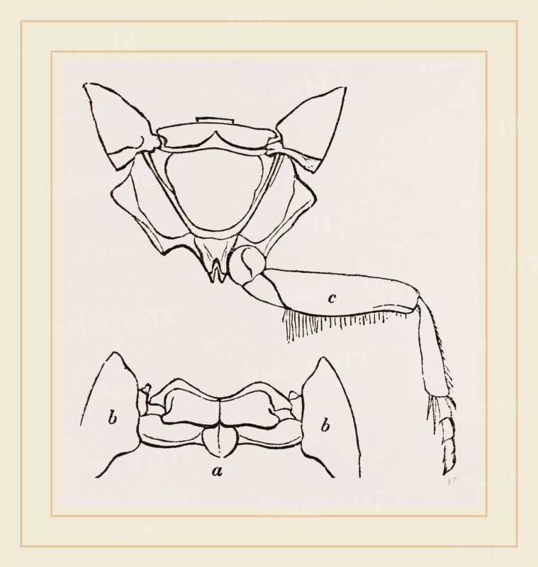 Parts of Thorax Beetle