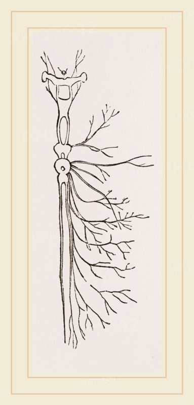 Nervous System in Chaffer-Beetle and Larva