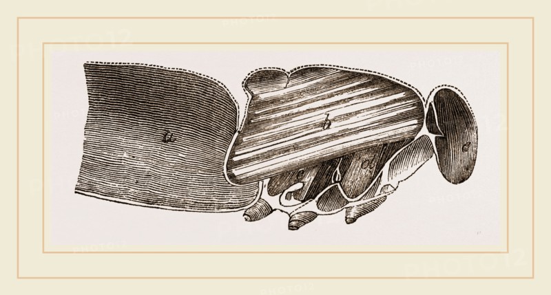 Muscles of Flight