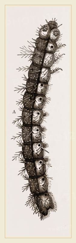 Caterpillar and Viscera of Tortoiseshell Butterfly