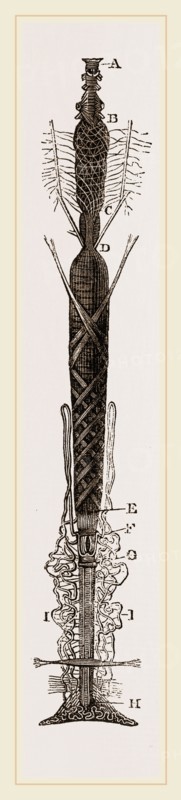 Viscera of Goat-Moth