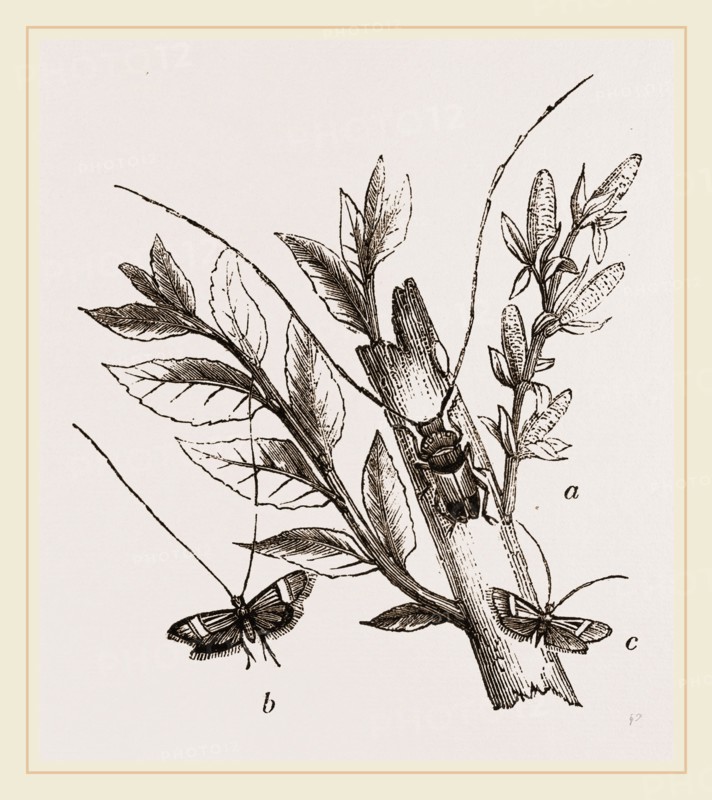 Acanthocinus aedilis and dela