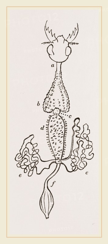 Intestines of Cicindela campestris