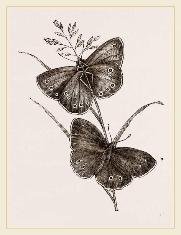 Ringlet Butterfly and Poa Grass