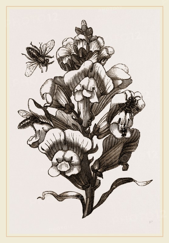 Bees and Snail-dragon