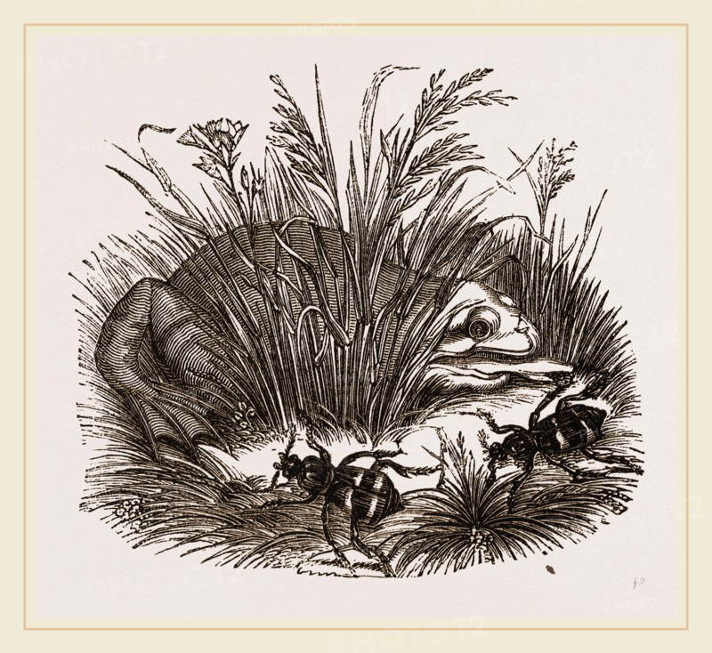 Neerophorus Sepultor and Frog