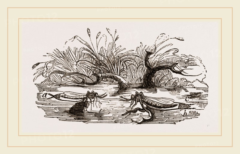 Gnats forming a Raft of Eggs