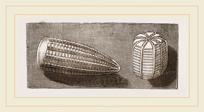 Egg of Butterfly and'of Moth