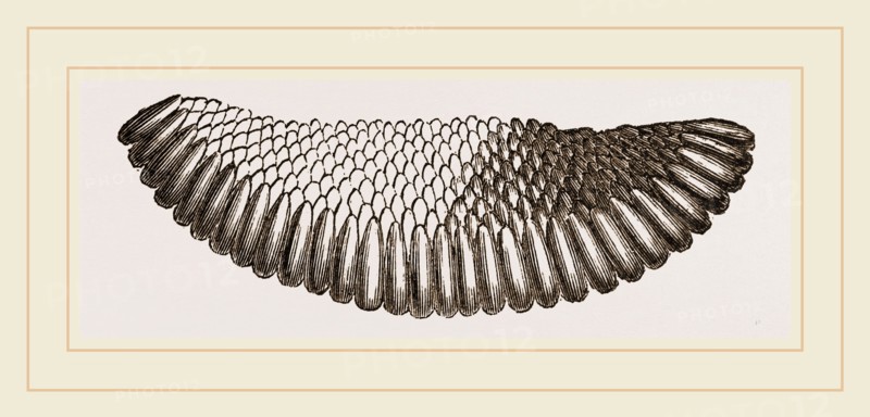 Raft of Gnats' Eggs
