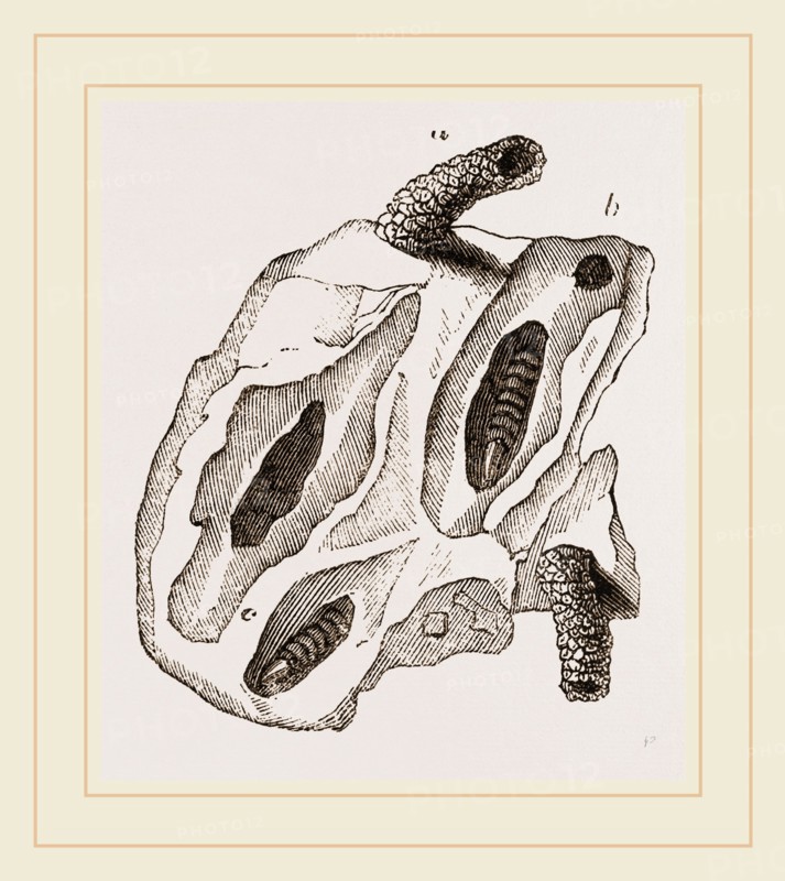 Nests of Mason Wasps
