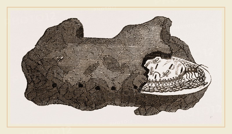 Cell of Queen Termites