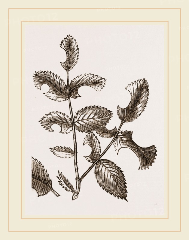 Rose-cutter Bee Leaves and Nest