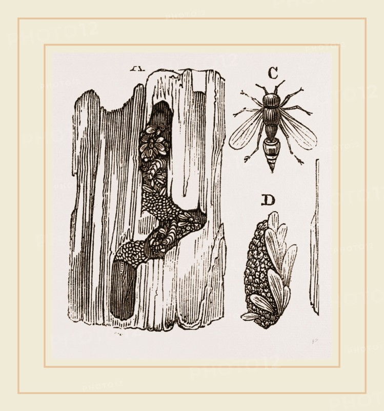 Cells of Carpenter-Wasp