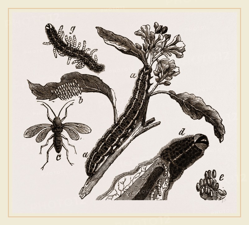Ichneumons and Caterpillars