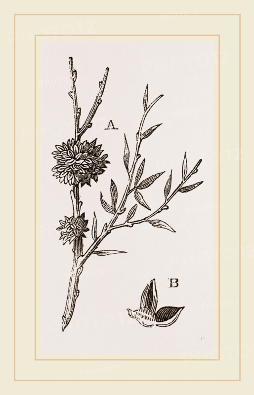 Galls of Dyer's-Broom Insect