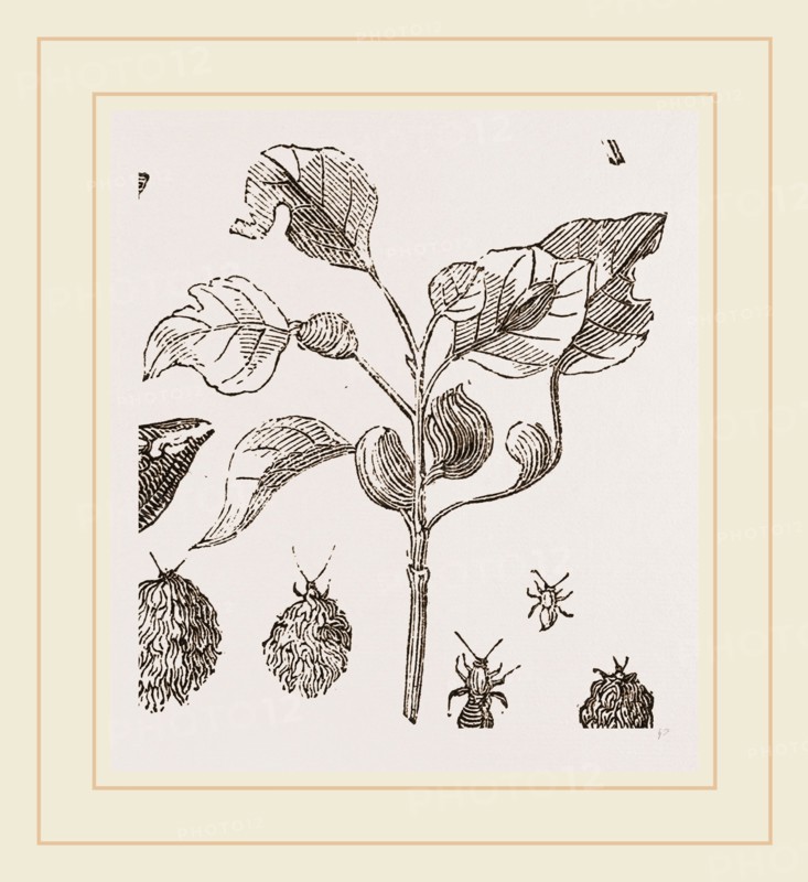 Eriosoma and Galls on Poplar