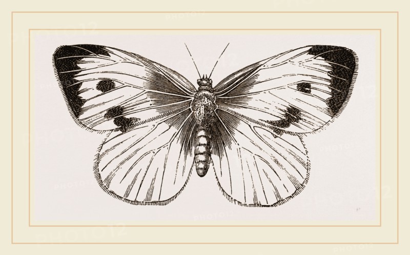 Cabbage-Butterfly
