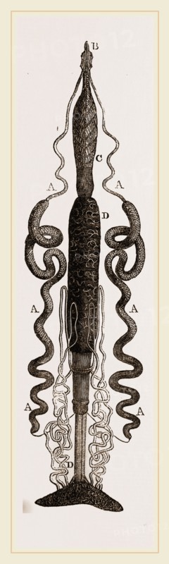 Organization of Caterpillar Goat-Moth