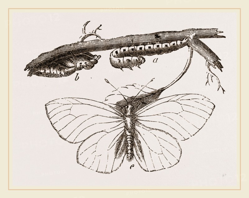 Black-veined White Butterfly